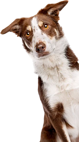 A brown and white dog sitting gracefully against a black backdrop, radiating elegance and charm