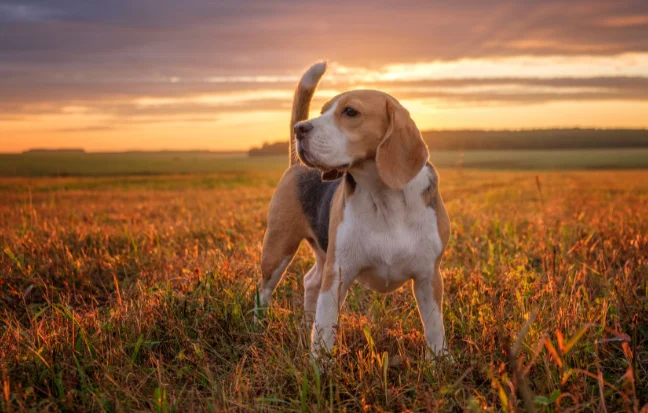 Beagle dog in the field at sunset, charming and cheerful puppy enjoying the beautiful evening view.