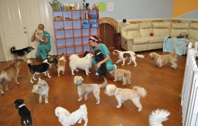 A woman and a man stood before a group of dogs at a daycare, smiling as the pups barked joyfully.