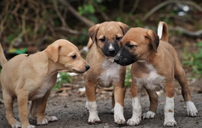 Three Indie brown color young pups stand close together on the ground, looking very cute and clam.