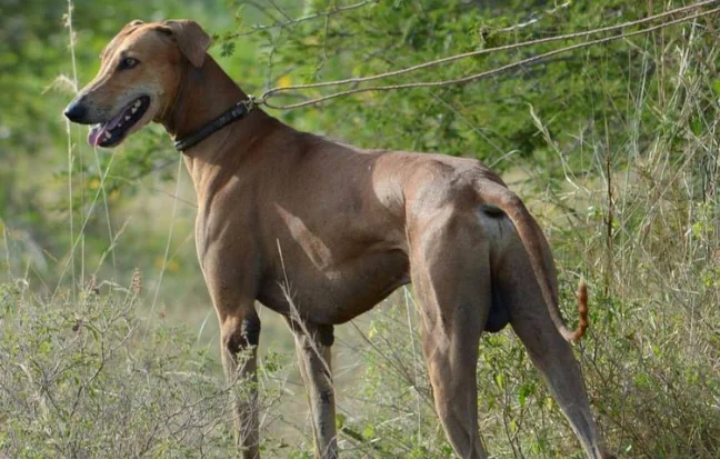 A brown kanni dog with long, pointed ears, a slender tail, and expressive eyes stands on the grass.