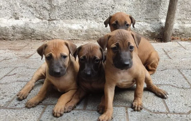 Four Kombai dogs are sitting on the ground, showcasing the loyalty & intelligence of this Indian breed.