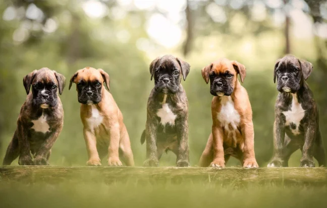 Five cute boxer puppies stand on a log in the greenery, showing strength, balance, and durability.