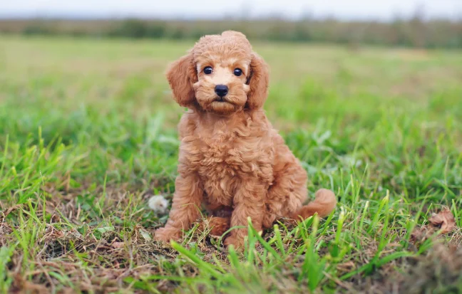 A cute brown poodle dog is playing in the lovely green grass, exuding happiness and excitement.