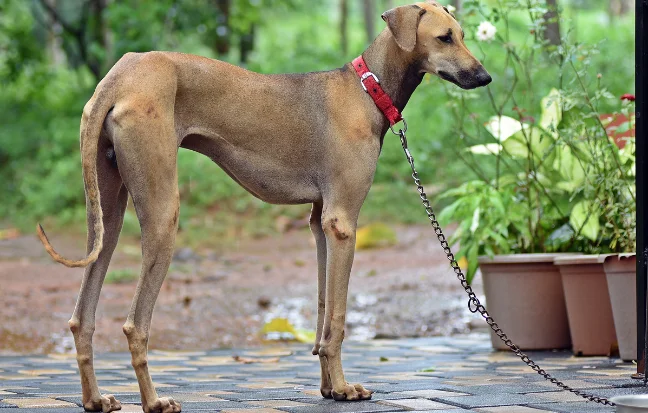 Puppies of Chippiparai are graceful, agile, and devoted they make loyal & affectionate pets beautiful