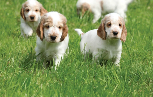 Three adorable Sweet Cocker Spaniel puppies are playfully happily walking in lush green grass.