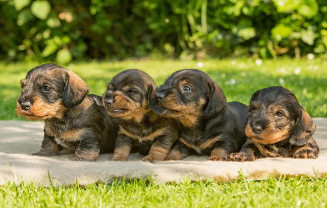 Purchase four adorable black and brown puppies resting on a comfy blanket in a green landscape. 