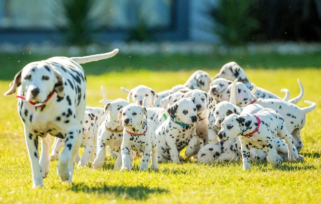 Puppies of Dalmatians are charming, lively, & full of play distinctive coats make them ideal friends