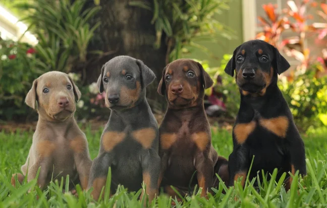 Very adorable four doberman pinschers are sitting conveniently on the refreshing green grass.