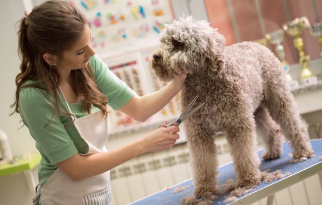 A woman is grooming a dog at a pet grooming salon, carefully brushing its fur and care of its needs.