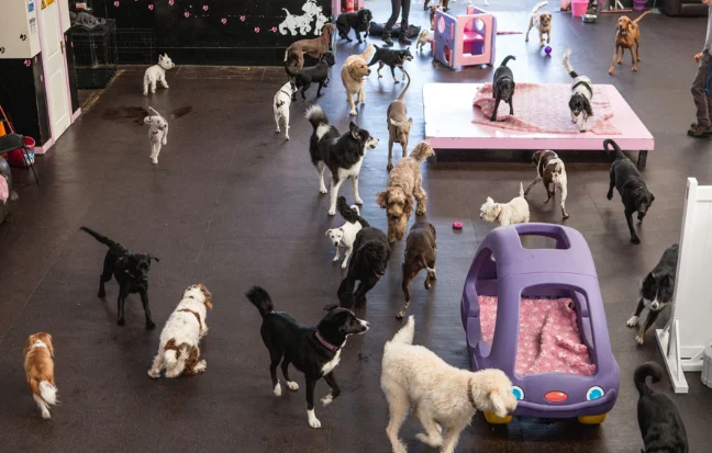 A cheerful pack of puppies runs around the space, perfectly capturing the spirit of canine excitement.