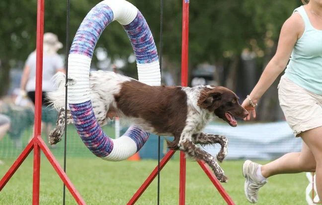 During agility training, a female athlete and a trained dog navigate a round-ring obstacle.