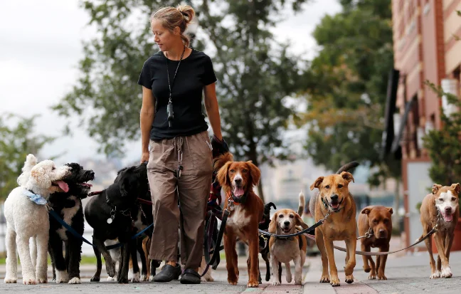 woman walking with a group of happy dogs along a scenic road, providing good dog daycare services.