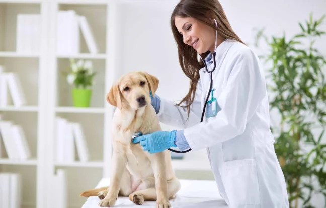 Two women wearing medical scrubs attentively checking a dog's health in a veterinary setting.