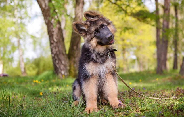 A loyal German Shepherd dog has an honorable demeanor & is intelligent, powerful, & protective.