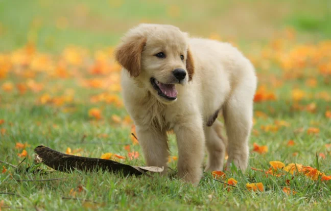 golden retriever puppy surrounded by colorful flowers is a symbol of love, loyalty, and joyful pets.