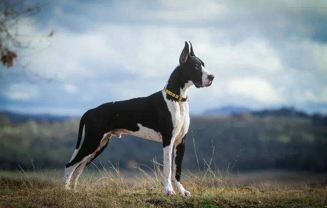 Majestic Great Dane puppy standing proudly on a hill, showcasing its graceful stature and gentle nature.