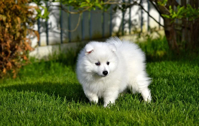 Indian Spitz is little, floppy, energetic, & full of fun they are the perfect companions & disposition