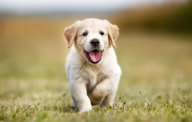 Labrador Retrievers loyal nature and playful spirit make them the ultimate family companions.