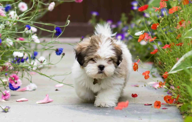 Adorable pup nestled in a wicker basket, surrounded by vibrant blooms, pure joy in every petal