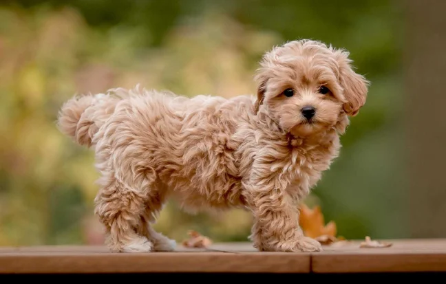 Adorable and hypoallergenic designer Maltipoo dogs, combining the best traits of Maltese and poodles