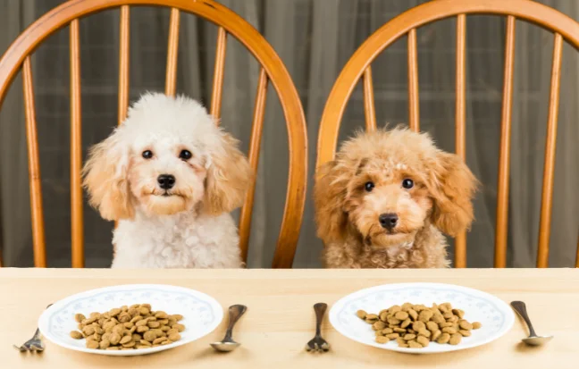 A black and a white poodle sitting at a table with food, both looking up with attentive eyes.