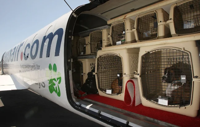 A dog carrier is being loaded onto an airplane for the pet's relocation to its new home safely.