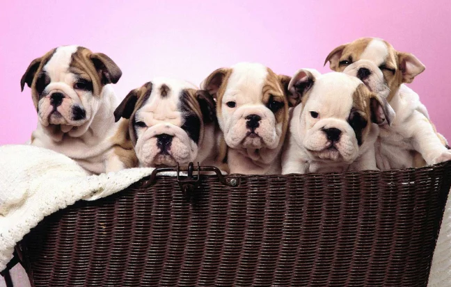 american Five bulldogs sitting in a basket on a pink background at a dog daycare service in Chennai.