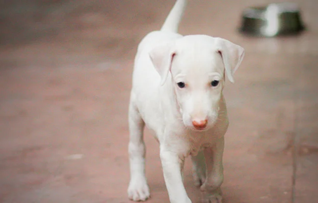  A small white puppy standing on the ground is a mammal from a dog breed, it appears to be a pet.