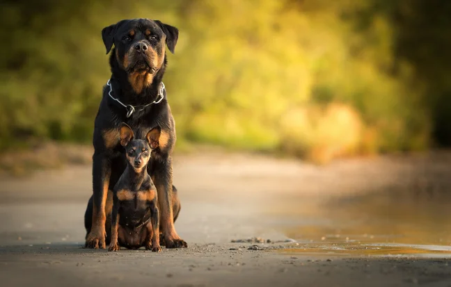 A golden retriever puppy and its mother are sitting on the beach, embodying fearless loyalty & strength.