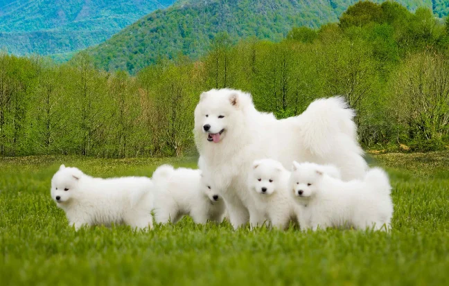 Cute Samoyed puppies with attractive faces, joyful attitudes, & fluffy white coats running in a field