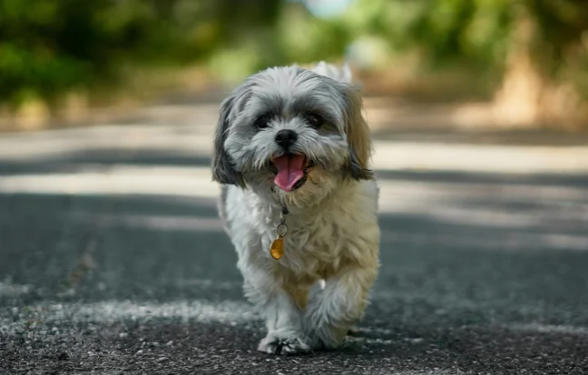 Adorable and affectionate, Shih Tzu puppies are small bundles of joy with a lively and playful nature