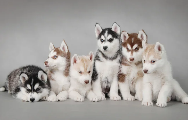 A group of playful Siberian Husky puppies with striking blue eyes is known for their friendly nature.