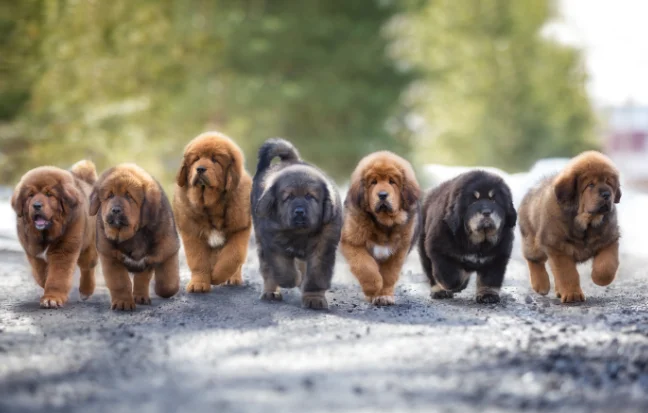 Tibetan mastiffs, symbolizing loyalty and protection as majestic guardians with a strong spirit