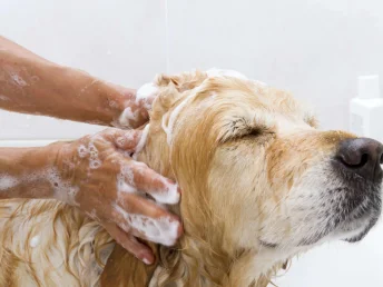 Gently scrubbing the dog's head with soap in a bathtub, ensuring a thorough and caring wash.