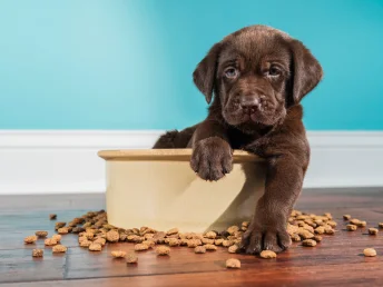 An adorable chocolate lab puppy enjoying a cozy bowl of tasty dog food—pure cuteness overload