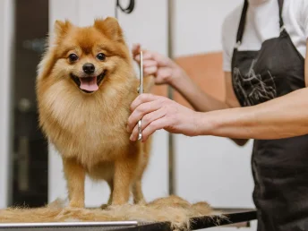 A dog's hair is expertly and precisely trimmed by a groomer to give it a clean, polished appearance.