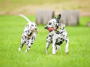 Two Dalmatians joyfully dash through a vibrant green grass field, tails wagging in delight.