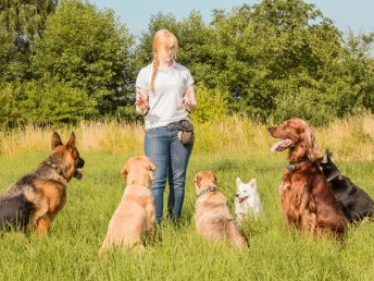 A woman stands in a field, encircled by a playful pack of friendly dogs, enjoying the moment.