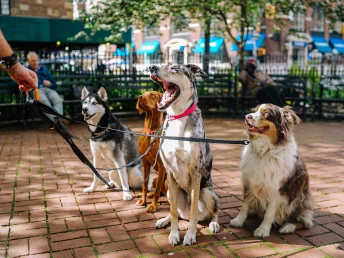 A dog's hair is expertly and precisely trimmed by a groomer to give it a clean, polished appearance.