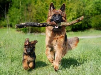 A German Shepherd dog joyfully runs with a stick in its mouth, tail wagging with excitement.