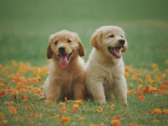 Two adorable golden retriever puppies playfully frolic on lush  green grass under the sun.