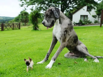 A large canine next to a tiny pup, illustrating the adorable size difference between the two dogs.