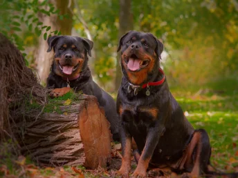 Two Rottweilers rest peacefully on a wooden log, surrounded by a tranquil woodland  scene.