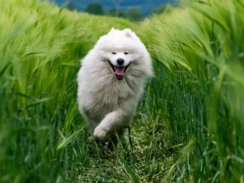 A white dog joyfully dashes through the tall grass, embracing the freedom of the open field.