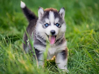 A young husky stands in lush green grass, its eyes bright and curious, ready for adventure.