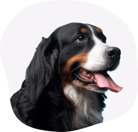 Bernese Mountain Dog, perfect for dog lovers, from India's top pet care service provider in Chennai.