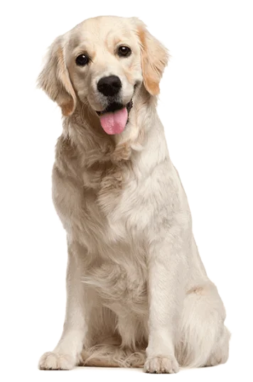 A white dog sits gracefully against a black backdrop, highlighting its pure elegance and charm