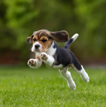 Beagle dog in the field at sunset, charming and cheerful puppy enjoying the beautiful evening view.