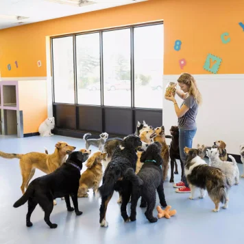 A woman and a man stood before a group of dogs at a daycare, smiling as the pups barked joyfully.